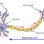 شبیه سازی مدل نورون بیولوژیکی برای محاسبات نوروبیولوژی مغز در متلب