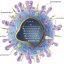 تجزیه و تحلیل فیلوژنتیک روی ژن HA از آنفولانزای پرندگان (ویروس H5N1 و H2N3) در متلب